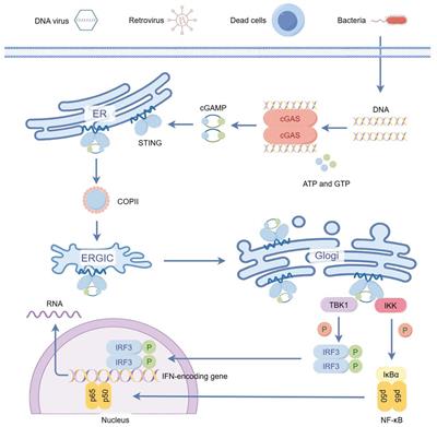 The cGAS-STING pathway and female reproductive system diseases